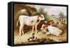 Calves and Poultry by a Byre, 1922-Walter Hunt-Framed Stretched Canvas