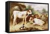 Calves and Poultry by a Byre, 1922-Walter Hunt-Framed Stretched Canvas