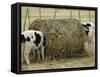 Calves Eat from a Large Round Bale in Texas-null-Framed Stretched Canvas