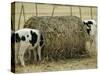 Calves Eat from a Large Round Bale in Texas-null-Stretched Canvas