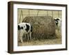 Calves Eat from a Large Round Bale in Texas-null-Framed Photographic Print