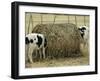 Calves Eat from a Large Round Bale in Texas-null-Framed Photographic Print