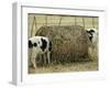 Calves Eat from a Large Round Bale in Texas-null-Framed Photographic Print