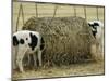 Calves Eat from a Large Round Bale in Texas-null-Mounted Photographic Print