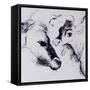 Calves, Gt Garnetts II-Brenda Brin Booker-Framed Stretched Canvas