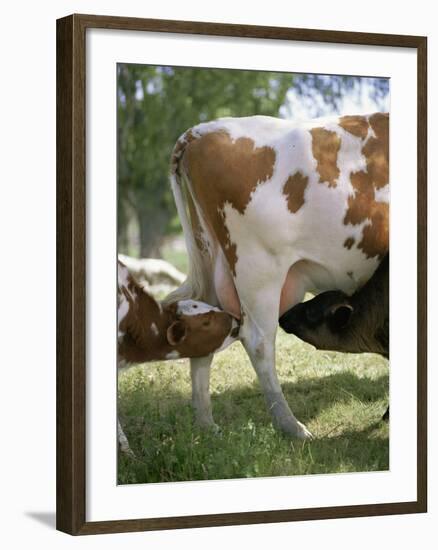 Calves Suckling on Their Mother-Bjorn Svensson-Framed Photographic Print