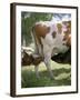 Calves Suckling on Their Mother-Bjorn Svensson-Framed Photographic Print