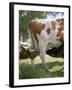 Calves Suckling on Their Mother-Bjorn Svensson-Framed Photographic Print