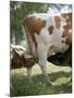 Calves Suckling on Their Mother-Bjorn Svensson-Mounted Photographic Print