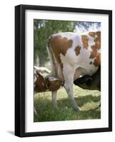 Calves Suckling on Their Mother-Bjorn Svensson-Framed Photographic Print