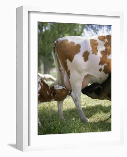 Calves Suckling on Their Mother-Bjorn Svensson-Framed Photographic Print