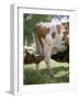 Calves Suckling on Their Mother-Bjorn Svensson-Framed Photographic Print