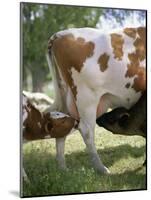 Calves Suckling on Their Mother-Bjorn Svensson-Mounted Photographic Print