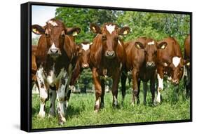 Calves-Bjorn Svensson-Framed Stretched Canvas