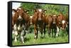 Calves-Bjorn Svensson-Framed Stretched Canvas