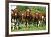 Calves-Bjorn Svensson-Framed Photographic Print