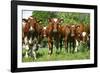 Calves-Bjorn Svensson-Framed Photographic Print