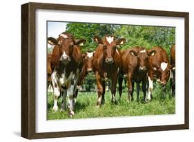 Calves-Bjorn Svensson-Framed Photographic Print