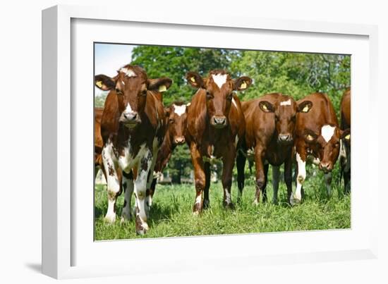 Calves-Bjorn Svensson-Framed Photographic Print