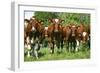 Calves-Bjorn Svensson-Framed Photographic Print