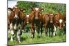 Calves-Bjorn Svensson-Mounted Photographic Print