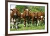 Calves-Bjorn Svensson-Framed Photographic Print