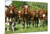 Calves-Bjorn Svensson-Mounted Photographic Print