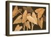 Calypso Leaves II-Paul Brent-Framed Art Print