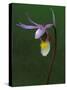 Calypso Orchid, Wilderness State Park, Michigan, USA-Claudia Adams-Stretched Canvas