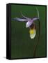 Calypso Orchid, Wilderness State Park, Michigan, USA-Claudia Adams-Framed Stretched Canvas
