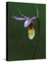 Calypso Orchid, Wilderness State Park, Michigan, USA-Claudia Adams-Stretched Canvas