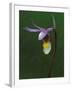 Calypso Orchid, Wilderness State Park, Michigan, USA-Claudia Adams-Framed Premium Photographic Print