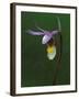 Calypso Orchid, Wilderness State Park, Michigan, USA-Claudia Adams-Framed Premium Photographic Print