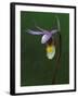 Calypso Orchid, Wilderness State Park, Michigan, USA-Claudia Adams-Framed Premium Photographic Print