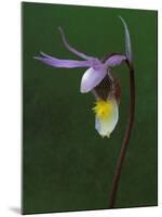 Calypso Orchid, Wilderness State Park, Michigan, USA-Claudia Adams-Mounted Premium Photographic Print