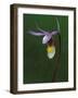 Calypso Orchid, Wilderness State Park, Michigan, USA-Claudia Adams-Framed Photographic Print