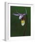 Calypso Orchid, Wilderness State Park, Michigan, USA-Claudia Adams-Framed Photographic Print