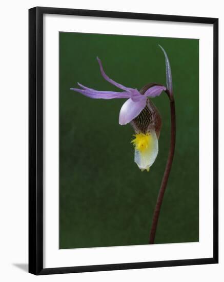 Calypso Orchid, Wilderness State Park, Michigan, USA-Claudia Adams-Framed Photographic Print