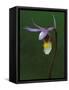 Calypso Orchid, Wilderness State Park, Michigan, USA-Claudia Adams-Framed Stretched Canvas