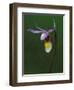 Calypso Orchid, Wilderness State Park, Michigan, USA-Claudia Adams-Framed Photographic Print