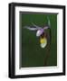 Calypso Orchid, Wilderness State Park, Michigan, USA-Claudia Adams-Framed Photographic Print