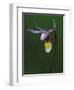 Calypso Orchid, Wilderness State Park, Michigan, USA-Claudia Adams-Framed Photographic Print