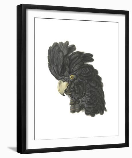 Calyptorhynchus Banksil-Aert Schouman-Framed Giclee Print