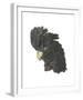 Calyptorhynchus Banksil-Aert Schouman-Framed Giclee Print