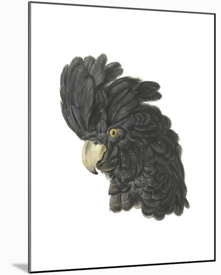 Calyptorhynchus Banksil-Aert Schouman-Mounted Giclee Print