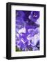 Calyxes of the peach-leaved bellflower, close up-Klaus Scholz-Framed Photographic Print