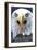 Cama Beach State Park, Washington - Eagle Up Close-Lantern Press-Framed Art Print