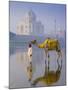 Camal and Driver, Taj Mahal, Agra, Uttar Pradesh, India-Doug Pearson-Mounted Photographic Print