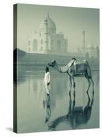 Camal and Driver, Taj Mahal, Agra, Uttar Pradesh, India-Doug Pearson-Stretched Canvas