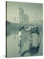 Camal and Driver, Taj Mahal, Agra, Uttar Pradesh, India-Doug Pearson-Stretched Canvas